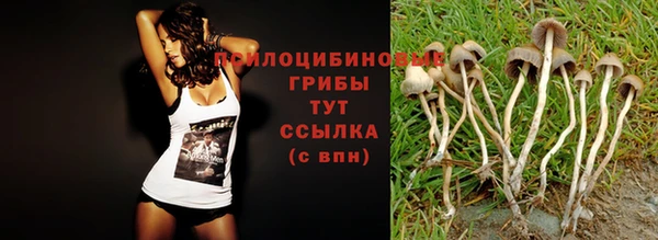 apvp Аркадак